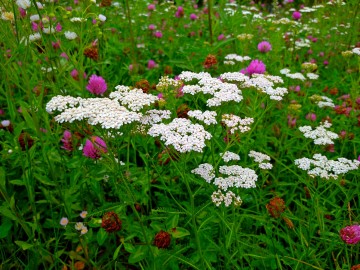 Krwawnik pospolity (Achillea millefolium L.), <p>fot. Mateusz Starnowski</p>